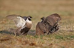 Gunnison Sage-Grouse